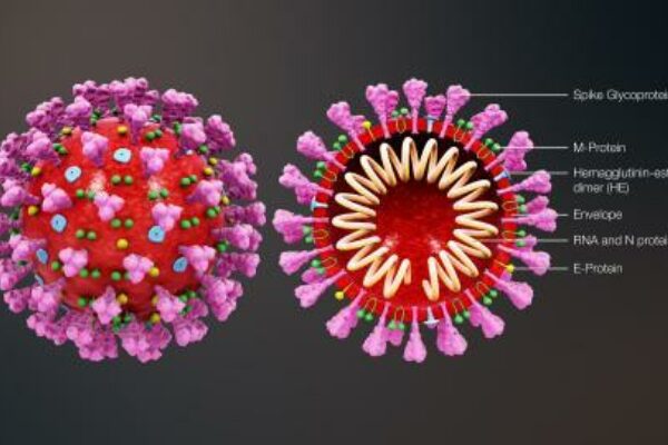 3 D Medical Animation Coronavirus Structure